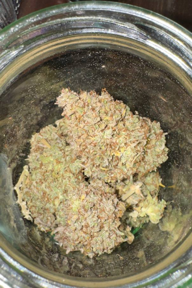 Instagram Amnesia Z Auto