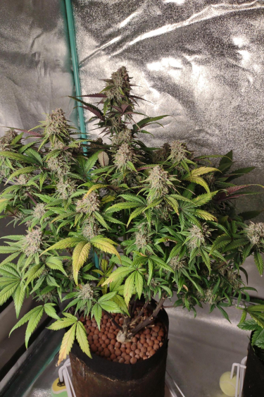 Instagram Orange Sherbet Auto