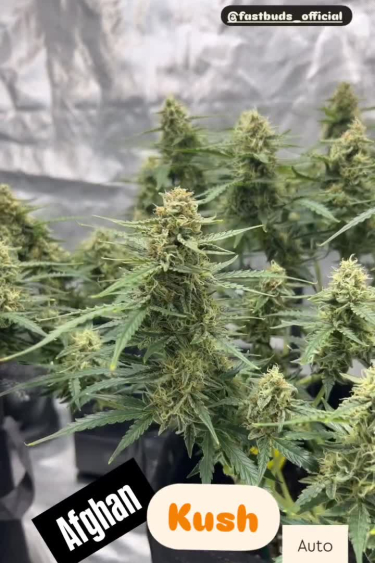 Instagram Afghan Kush Auto