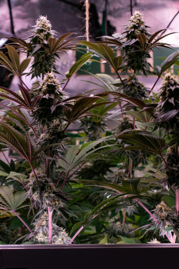 Instagram Lemon Cherry Runtz