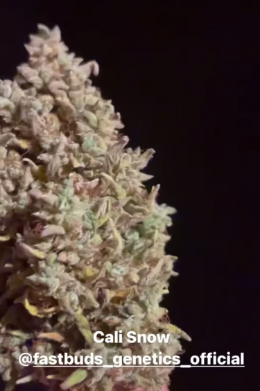 Instagram Californian Snow Auto