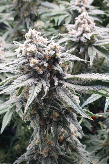 Instagram Wedding Cheesecake FF