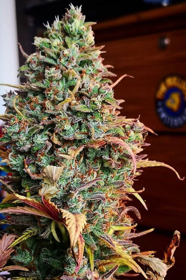 Instagram Rhino Ryder Auto