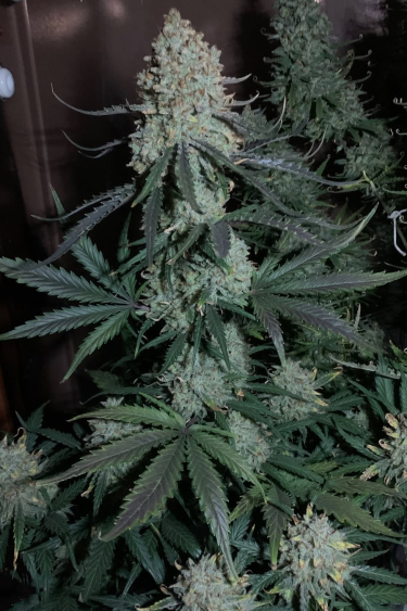 Instagram Gelato Auto