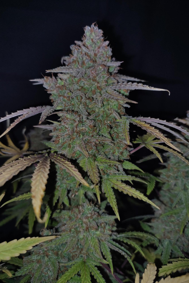 Instagram Orange Sherbet Auto