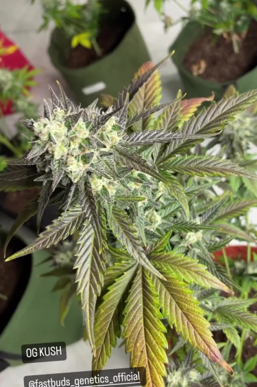OG Kush Auto