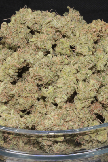 Instagram White Widow Auto