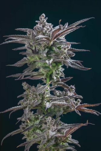 Strawberry Gorilla Auto