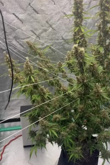 Amnesia Z Auto