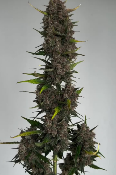 Instagram Papaya Cookies Auto