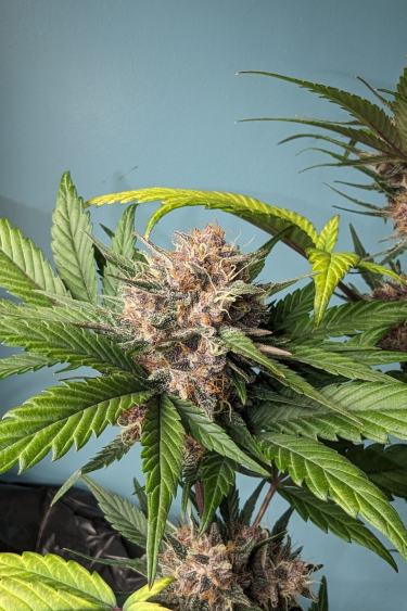 Instagram Lemon Cherry Cookies Auto