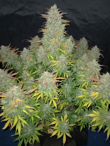 Instagram Californian Snow Auto