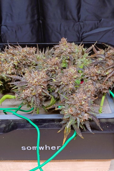 Instagram Jack Herer Auto