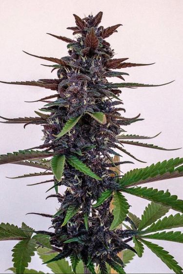 Instagram Fastberry Auto