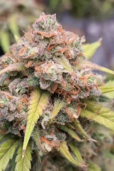 Instagram BubbleGum Auto