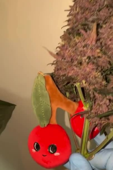 Lemon Cherry Cookies Auto