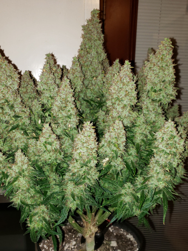 Instagram Wedding Cheesecake Auto