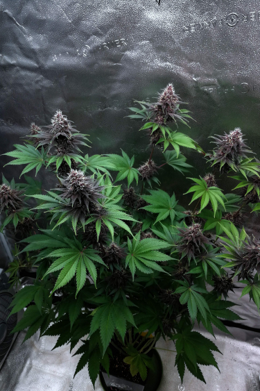 Instagram Purple Lemonade FF