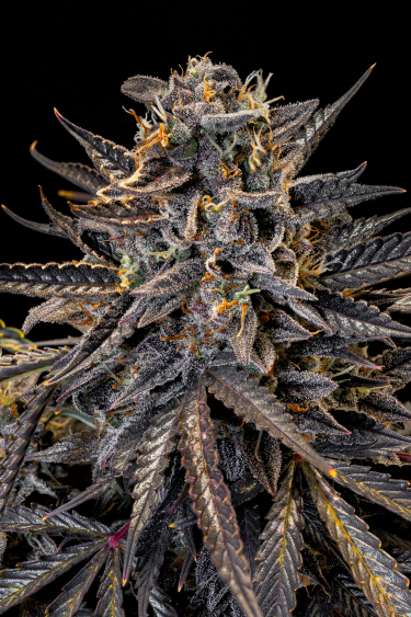 Instagram Mimosa Cake Auto