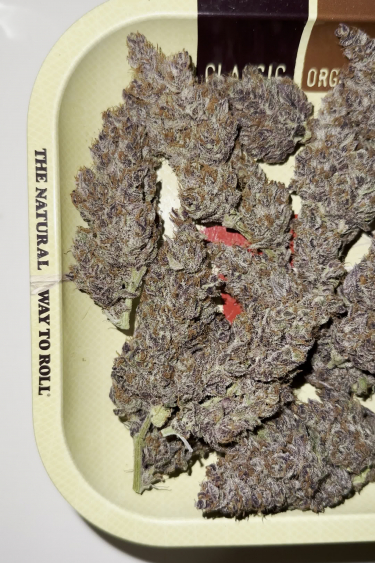 Tropicana Cookies Auto