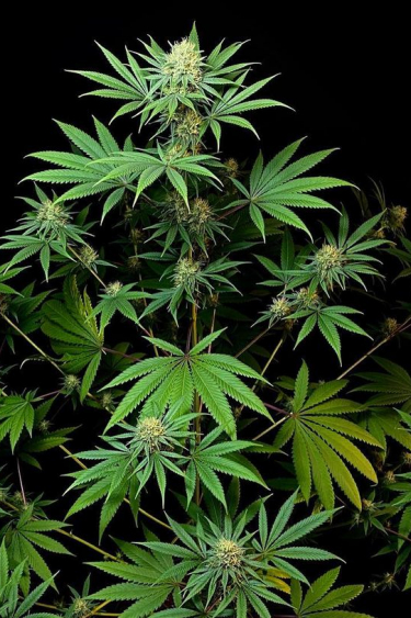 Instagram Afghan Kush Auto