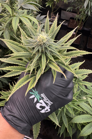 Instagram Lemon Mandarin