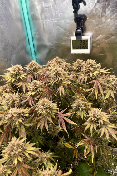 Instagram Lemon Mandarin