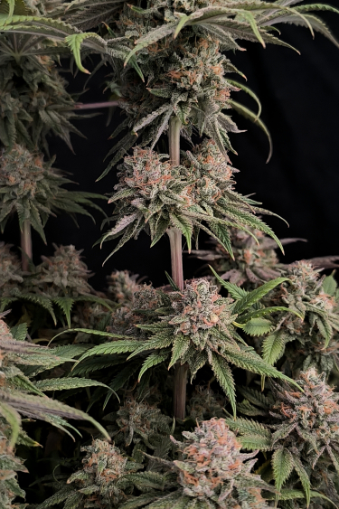 Instagram Rainbow Melon