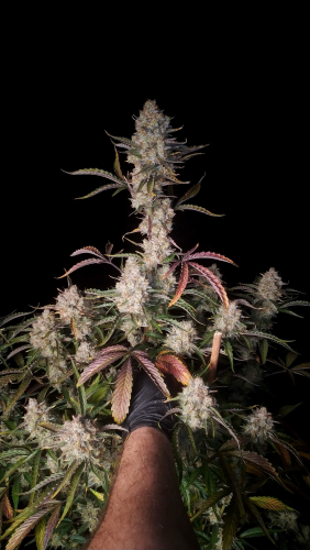 Instagram Gorilla Z Auto