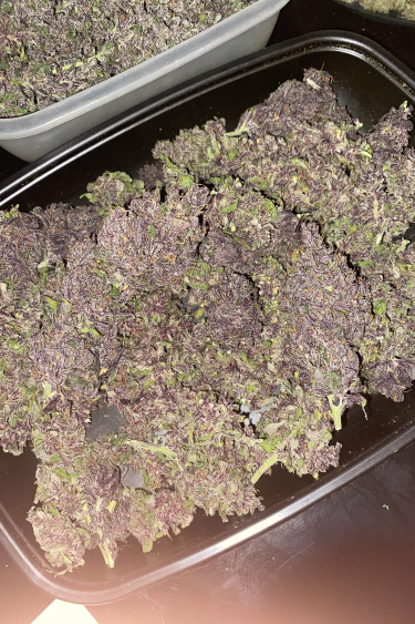 Instagram Fastberry Auto