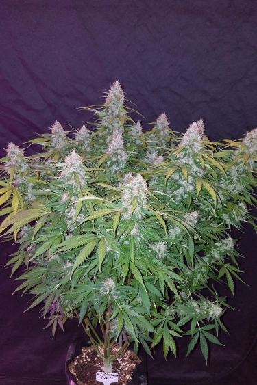 Instagram Californian Snow Auto