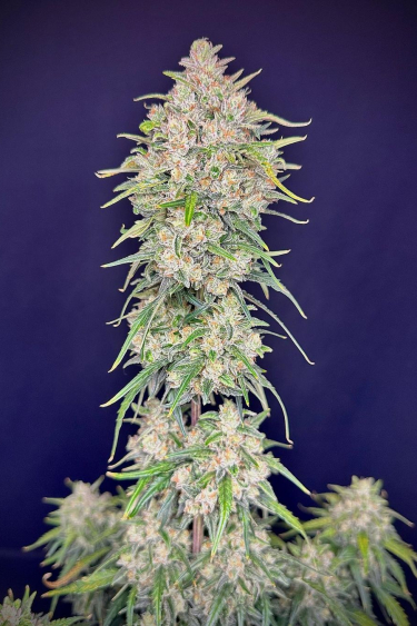 Instagram Forbidden Runtz Auto