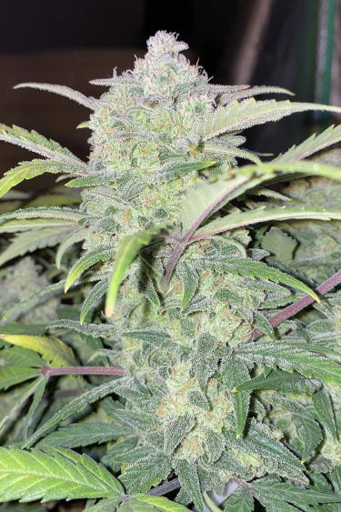 Instagram Chemdawg Auto