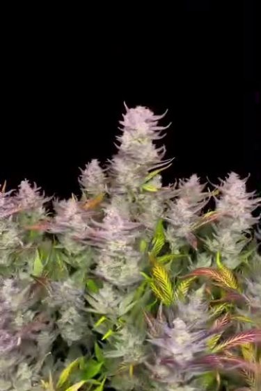 Instagram Papaya Cookies Auto