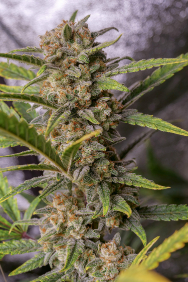 Instagram Trainwreck Auto