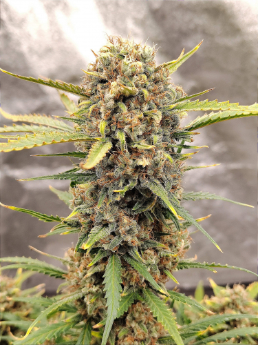 Instagram Girl Scout Cookies Auto