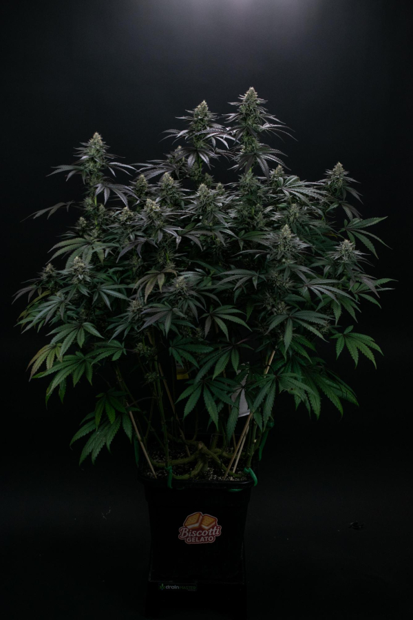 Instagram Biscotti Gelato