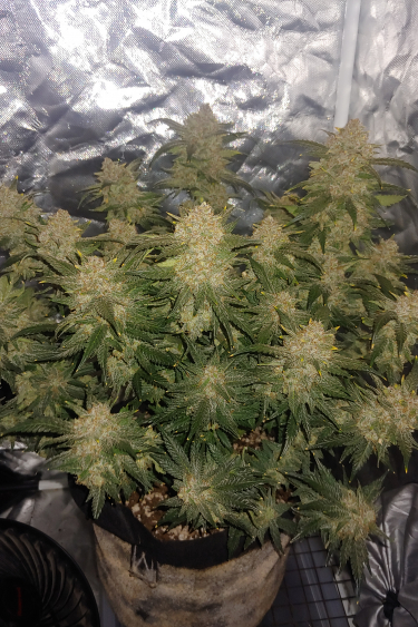 Instagram West Coast OG Auto