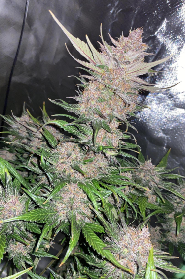 Instagram Papaya Cookies Auto