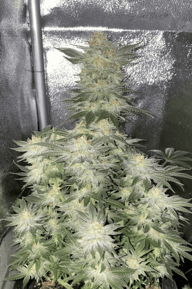 Instagram Wedding Cheesecake FF