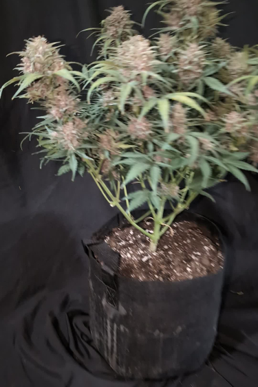 Instagram Purple Haze Auto