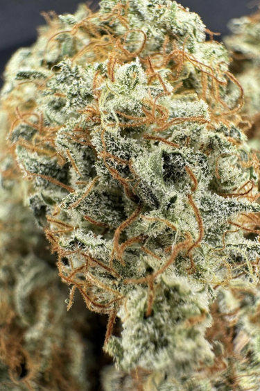 Instagram Kosher Cake Auto