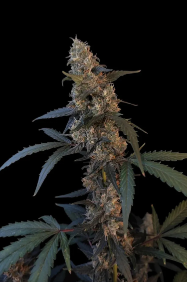 Instagram Blueberry Auto