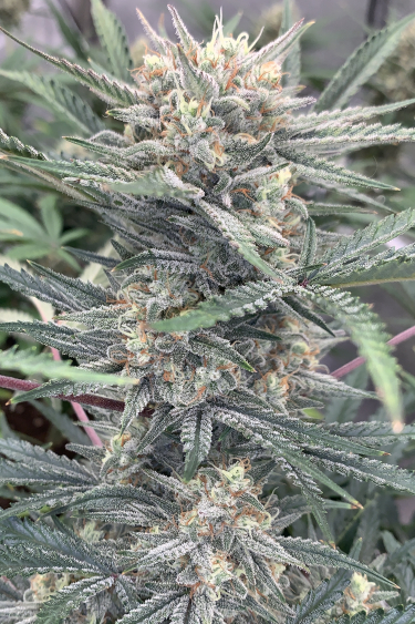 Instagram Strawberry Pie Auto