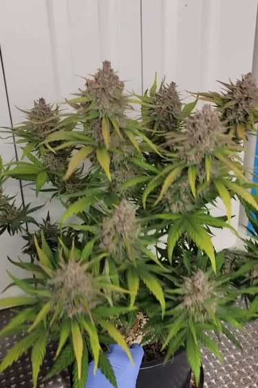 Lemon Cherry Cookies Auto
