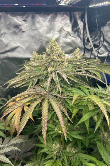 Instagram Gorilla Melon