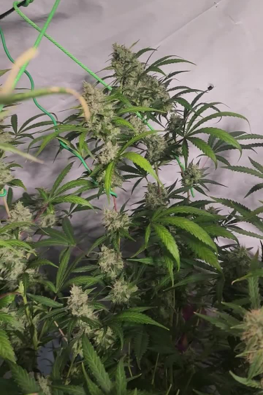 Papaya Cookies Auto™