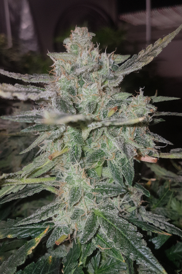 Instagram Stardawg Auto