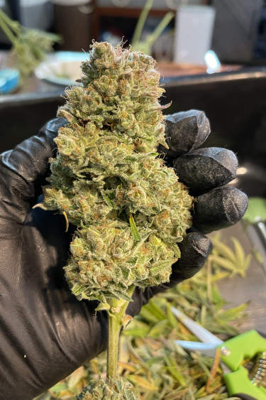 Instagram Gorilla Cookies Auto