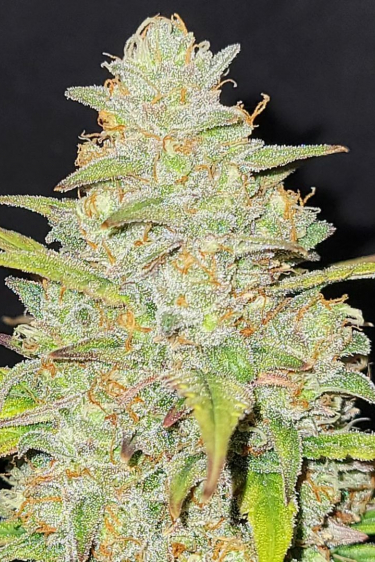 Instagram Moby Dick Auto